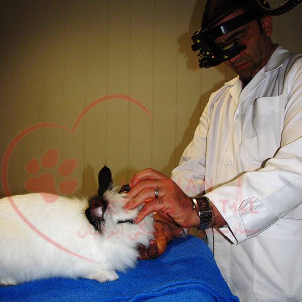 درمان کک شپش و ضد انگل حیوانات ( سگ ، گربه )