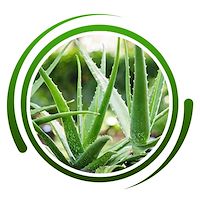 پاجوش آلوئه ورا Aloe vera