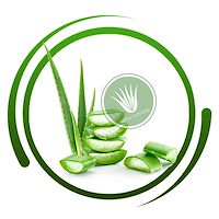 آلوئه ورای صادراتی