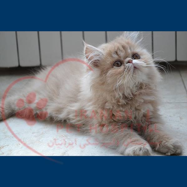 بستری گربه بیمارستان دامپزشکی ایرانیان‎