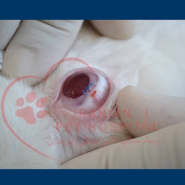 بیمارستان دامپزشکی ایرانیان‎ جراحی چشم حیوانات سگ و گربه