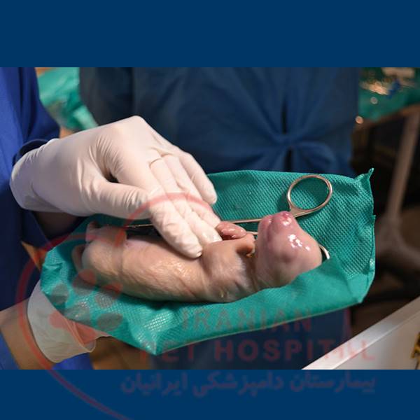 بیمارستان دامپزشکی ایرانیان‎ سزارین حیوانات سگ و گربه