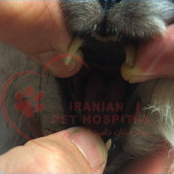 بیمارستان دامپزشکی ایرانیان‎ تمیز کننده دندان حیوانات ( سگ ، گربه )