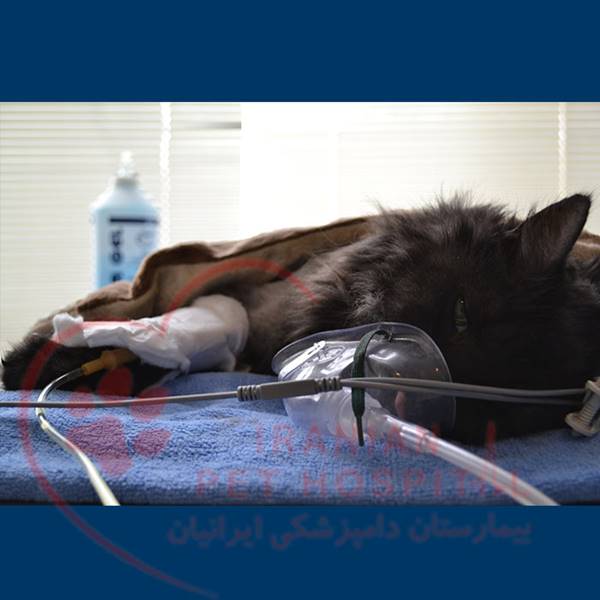 اکسیژن تراپی حیوانات ( سگ ، گربه ) بیمارستان دامپزشکی ایرانیان‎