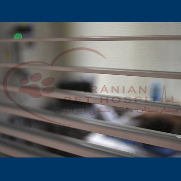 Cbc حیوانات سگ و گربه بیمارستان دامپزشکی ایرانیان‎