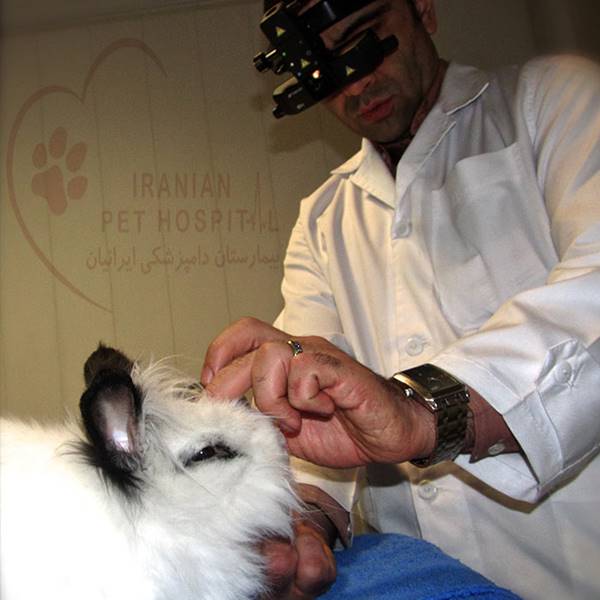 سیتولوژی حیوانات ( سگ ، گربه ) بیمارستان دامپزشکی ایرانیان‎