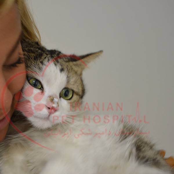 بیمارستان دامپزشکی ایرانیان‎ سونوگرافی گربه