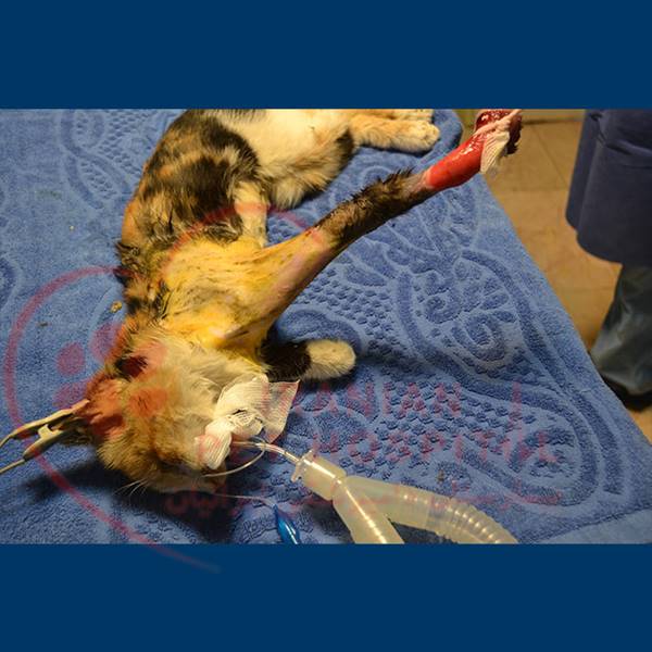 تشخیص شکستگی حیوانات (سگ،گربه) بیمارستان دامپزشکی ایرانیان‎