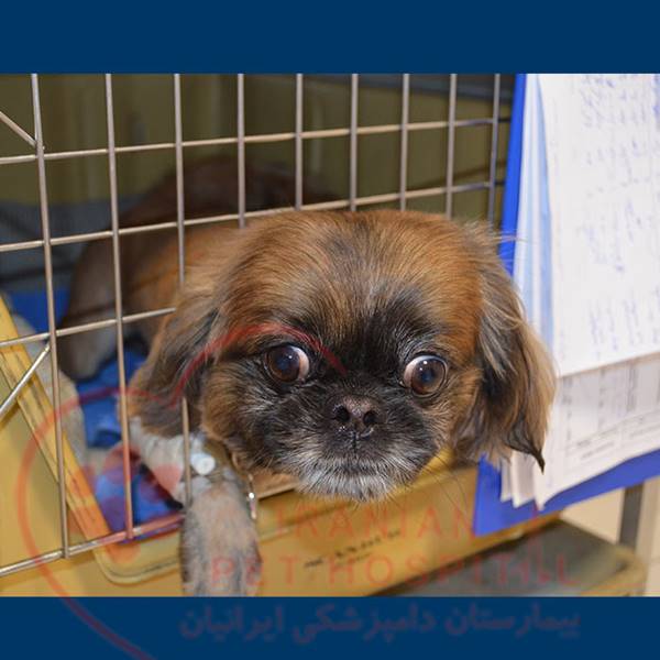 واکسن سگ بیمارستان دامپزشکی ایرانیان‎