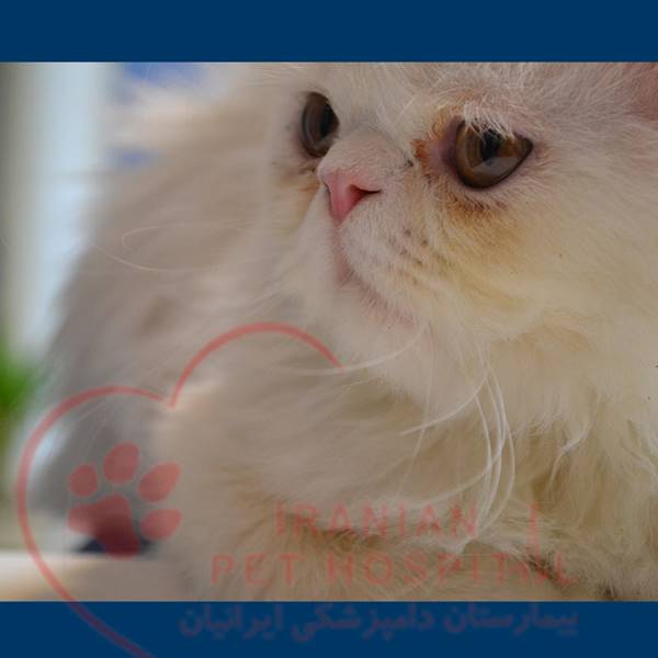 واکسن گربه حیوانات ( سگ ، گربه ) بیمارستان دامپزشکی ایرانیان‎