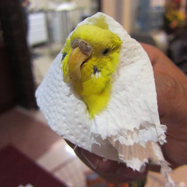 درمان تخصصی پرندگان زینتی کلینیک دامپزشکی آبان‎