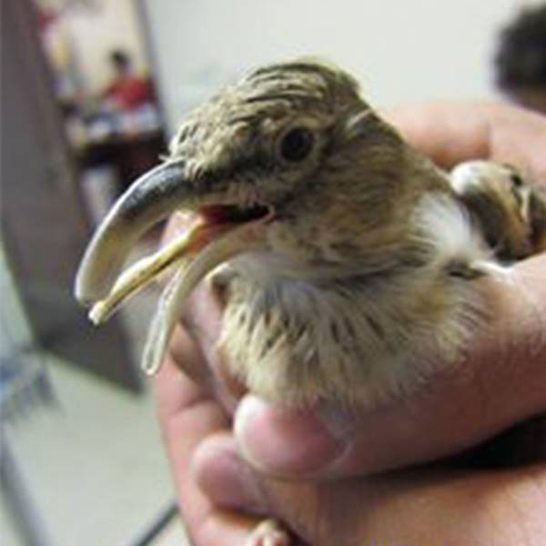 واکسیناسیون پرندگان کلینیک دامپزشکی آبان‎