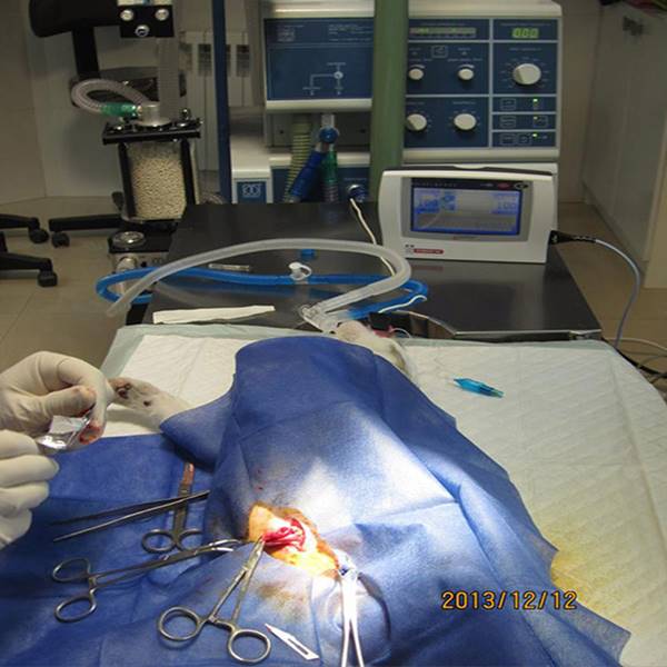 جراحی عقیم سازی سگ کلینیک دامپزشکی آبان‎