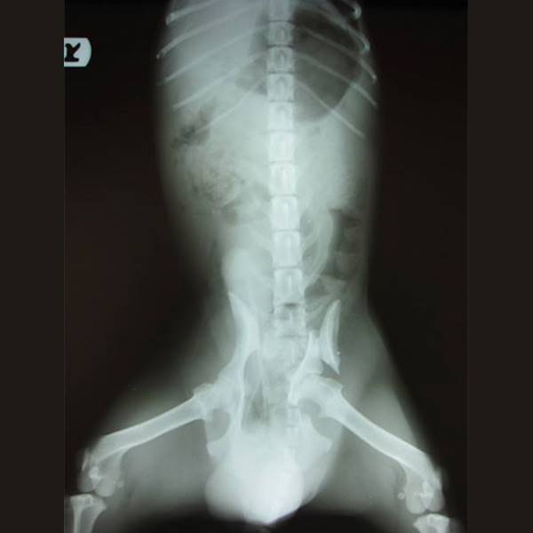 کلینیک دامپزشکی آبان‎ عکس رادیولوژی سگ