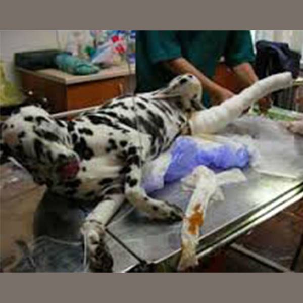 جراحی ترمیم شکستگی حیوانات