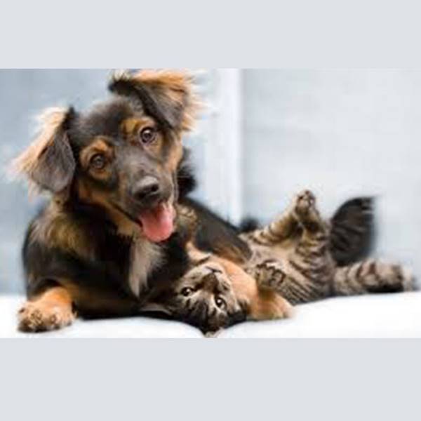 درمان ضد انگل برای سگ و گربه