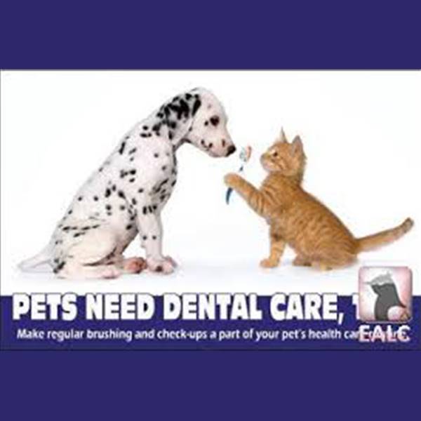 دندانپزشکی و جرمگیری دندان سگ و گربه