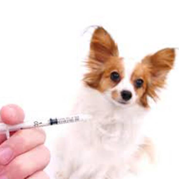 واکسن 7 گانه حیوانات کلینیک دامپزشکی زعفرانیه