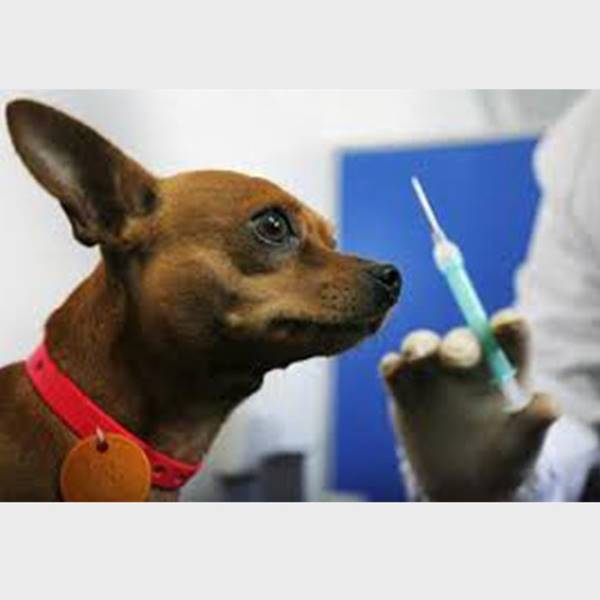 کلینیک دامپزشکی زعفرانیه واکسن هاری سگ