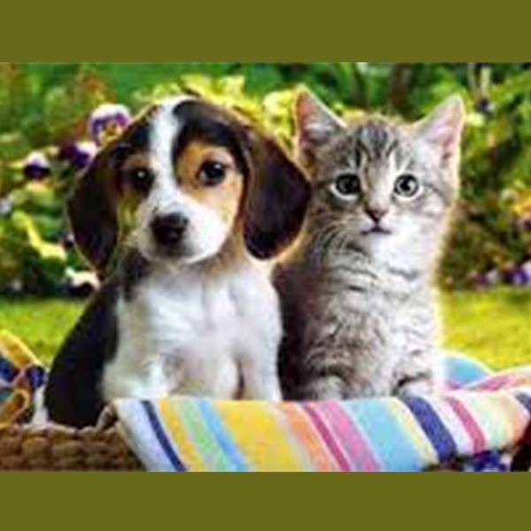 صدور شناسنامه سگ و گربه کلینیک دامپزشکی زعفرانیه