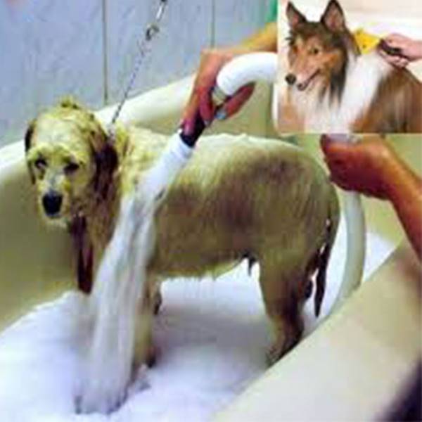 کلینیک دامپزشکی زعفرانیه کلینیک شستشوی سگ و گربه