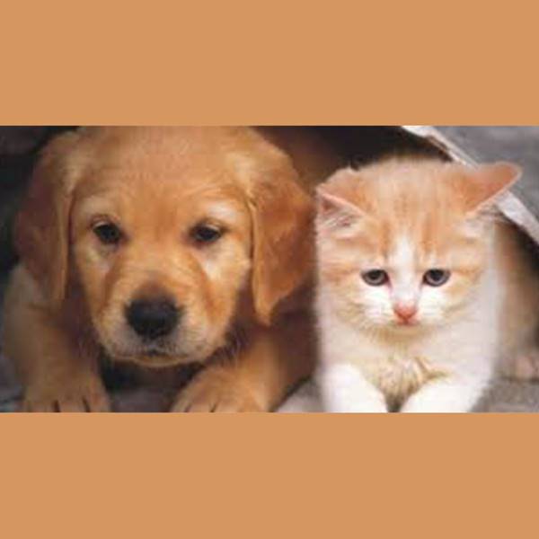 کلینیک دامپزشکی زعفرانیه کلینیک واکسیناسیون سگ و گربه