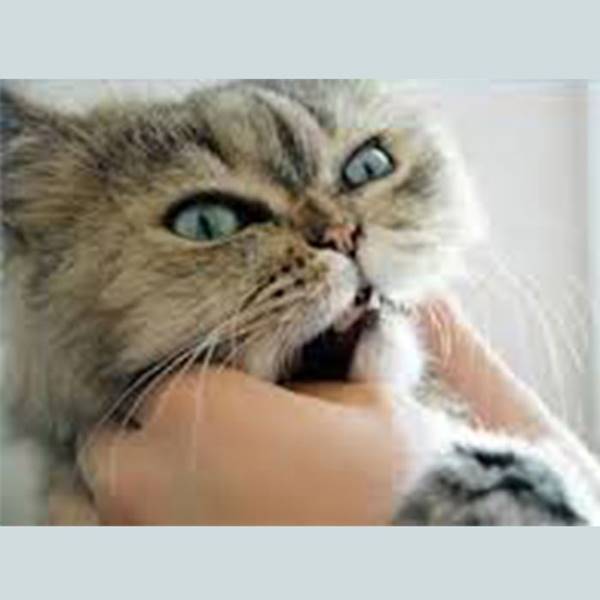 ازمایش انگلی گربه کلینیک دامپزشکی