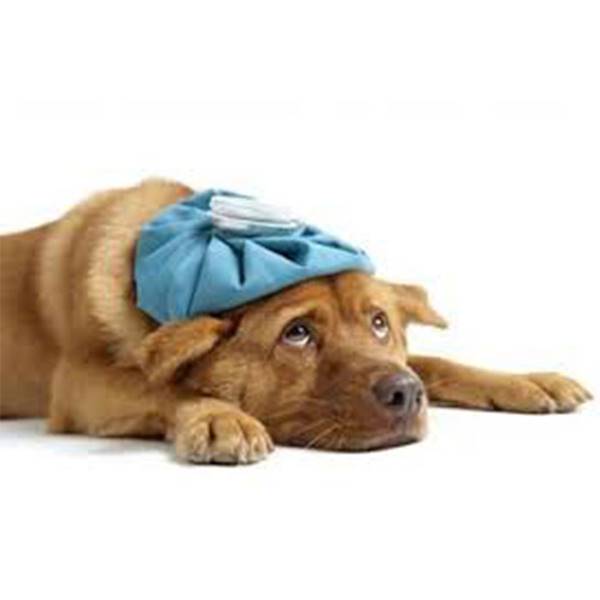 کلینیک دامپزشکی بیماری دیستمپر سگ