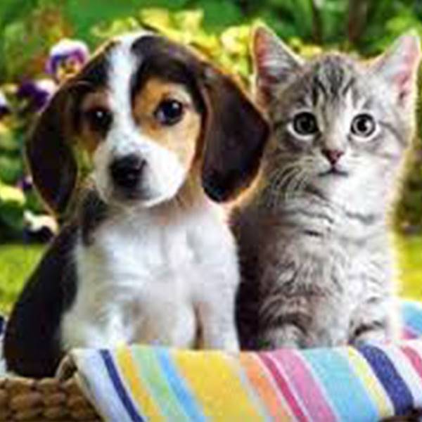 پانسیون حیوانات خانگی کلینیک دامپزشکی