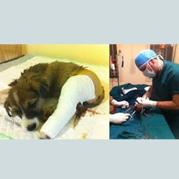 جراحی ارتوپدی حیوانات کلینیک دامپزشکی
