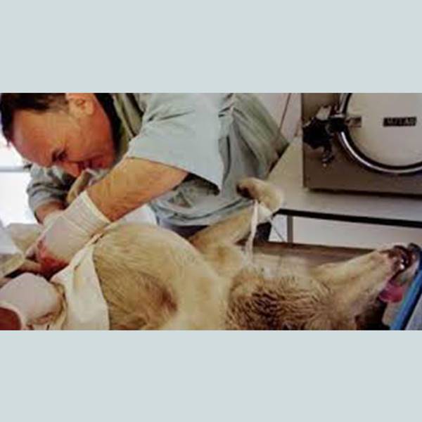 کلینیک دامپزشکی جراحی عقیم سازی سگ