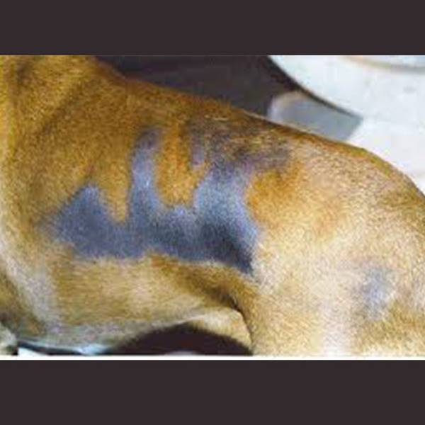 درمان ریزش مو سگ کلینیک دامپزشکی