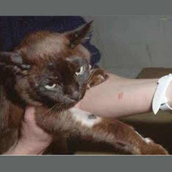 کلینیک دامپزشکی درمان ریزش مو گربه