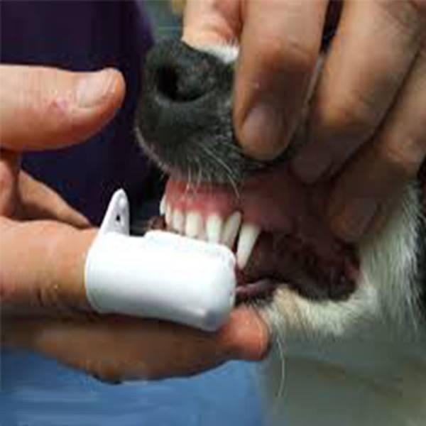 کلینیک دامپزشکی جرم گیری دندان سگ
