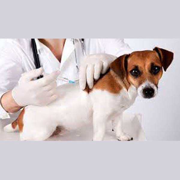 کلینیک دامپزشکی واکسن سگ
