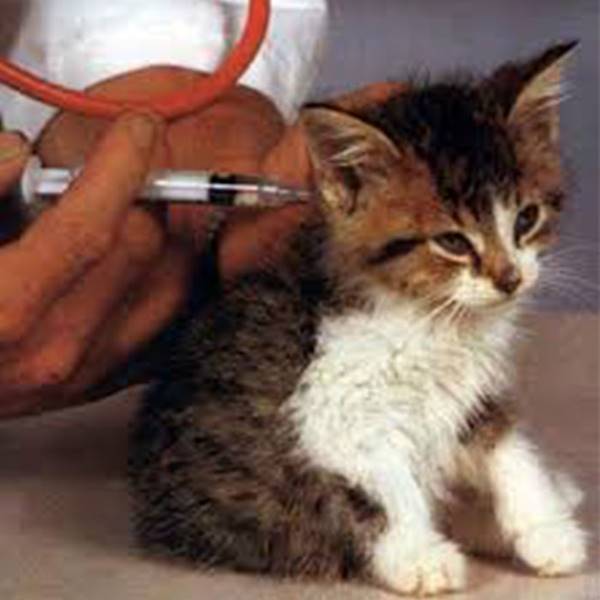 واکسن گربه کلینیک دامپزشکی