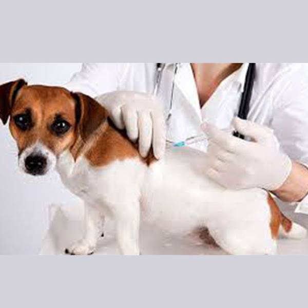 کلینیک دامپزشکی واکسن هاری سگ