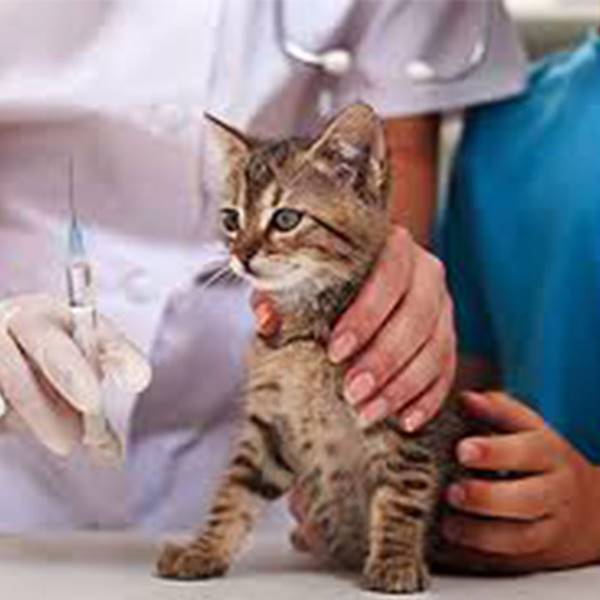 واکسن هاری گربه کلینیک دامپزشکی