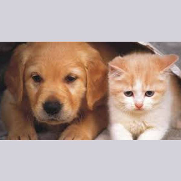 واکسیناسیون سگ و گربه