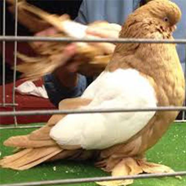 کلینیک دامپزشکی ویزیت پرندگان زینتی