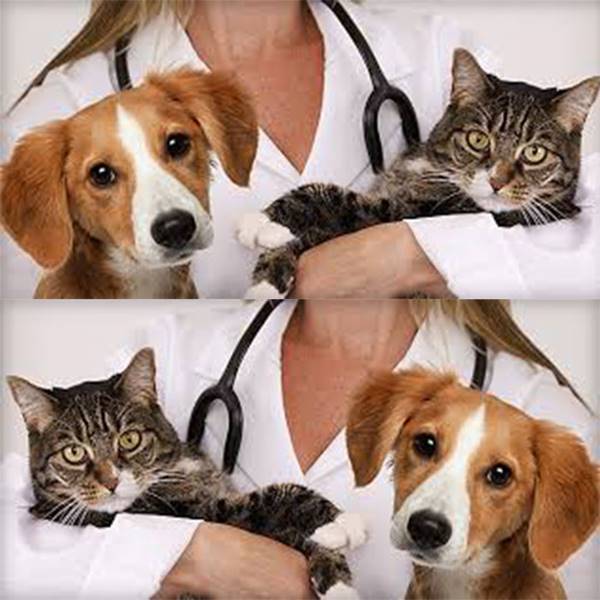 ویزیت حیوانات خانگی در محل کلینیک دامپزشکی