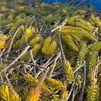 قیمت برگ آلوئه‌ ورا باربادنسیس هرمزگان