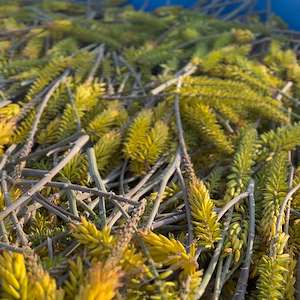 پرشیا آلوئه ورا قیمت برگ آلوئه‌ ورا باربادنسیس هرمزگان