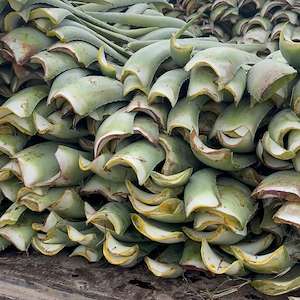 پرشیا آلوئه ورا فروش برگ آلوئه ‌ورا تازه ایرانی