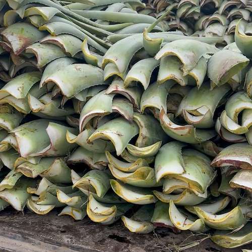 فروش برگ آلوئه ‌ورا تازه ایرانی