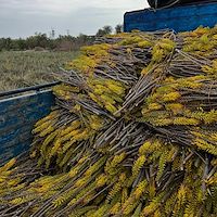 برگ آلوئه ‌ورا عمده نژاد باربادنسیس ایران