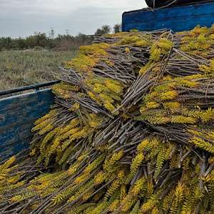 پرشیا آلوئه ورا برگ آلوئه ‌ورا عمده نژاد باربادنسیس ایران