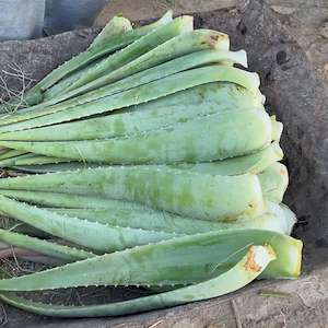 پرشیا آلوئه ورا فروش مستقیم برگ آلوئه‌ورا هرمزگان