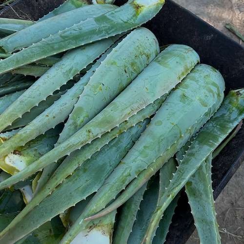 خرید برگ آلوئه‌ ورا صادراتی ایران