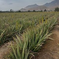 تولید و فروش برگ آلوئه ‌ورا باربادنسیس